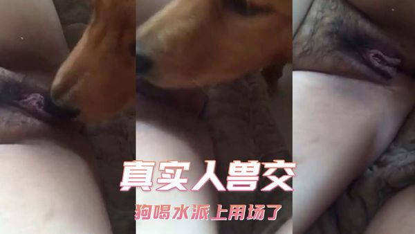 真实人兽交 狗喝水派上用场了